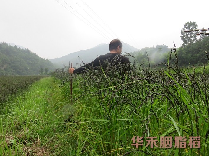 已经结实的胭脂稻，沉甸甸的谷穗-四号基地